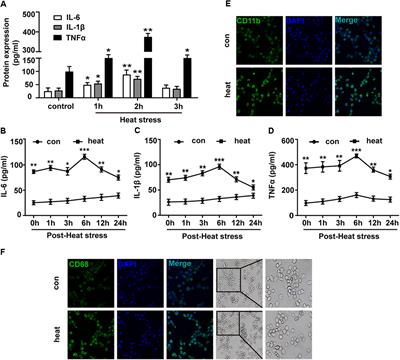 MicroRNA-155 Promotes Heat Stress-Induced Inflammation via Targeting Liver X Receptor α in Microglia